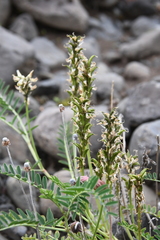 Astragalus schelichowii
