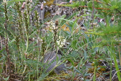 Astragalus schelichowii