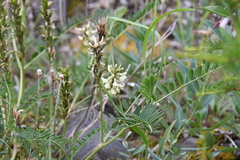 Astragalus schelichowii
