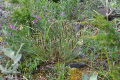 Astragalus schelichowii