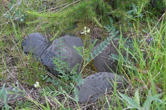 Astragalus schelichowii