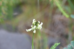 Astragalus schelichowii