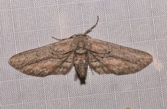 Holochroa dissociarius