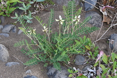 Astragalus schelichowii