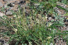 Astragalus schelichowii