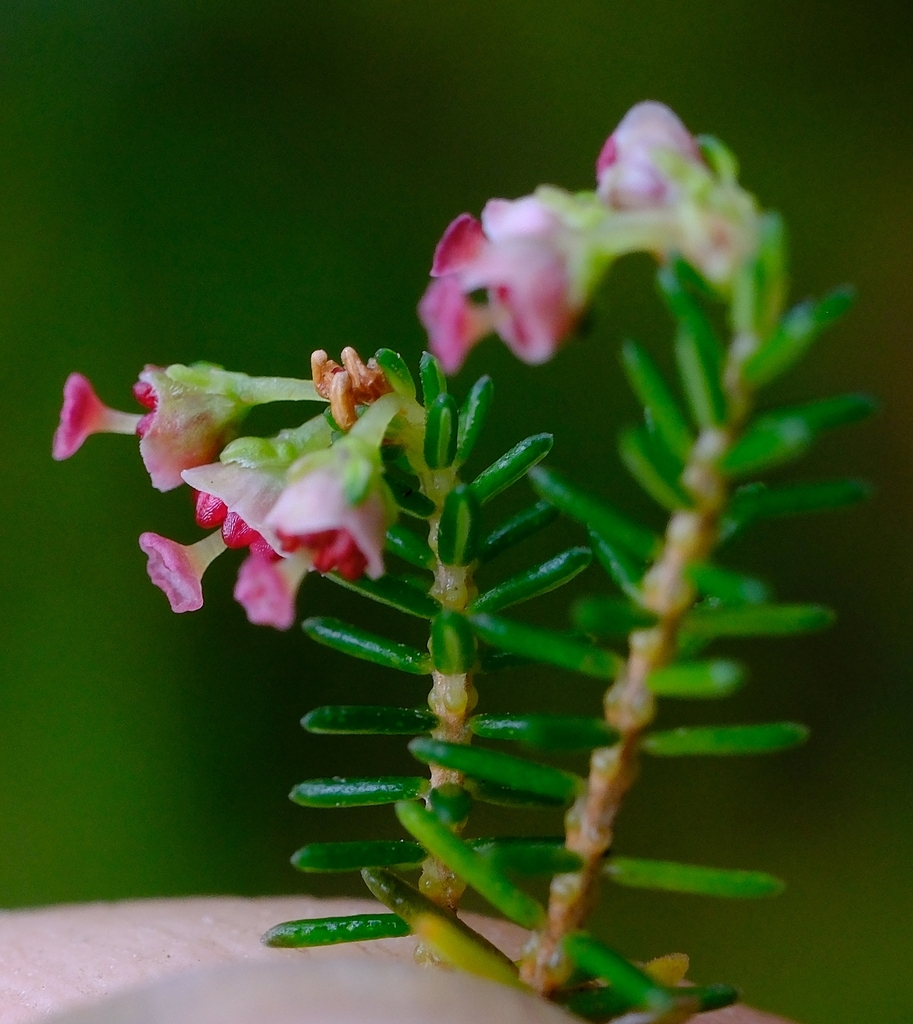 Erica rossii