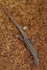 Trunk-Climbing Cool-Skink photo 4