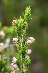 Erica triflora