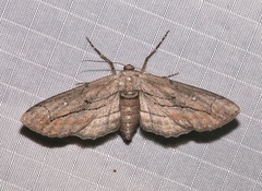 Holochroa dissociarius