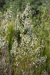 Erica triflora