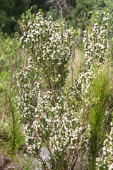 Erica triflora