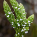 Muraltia alba - Photo (c) magriet b,  זכויות יוצרים חלקיות (CC BY-SA), הועלה על ידי magriet b