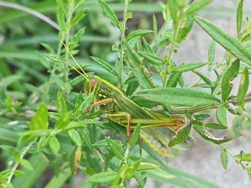 Large Green Grasshopper