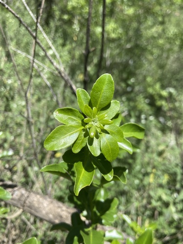 Barreta (Helietta parvifolia)