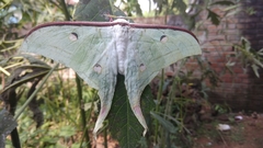 Actias selene