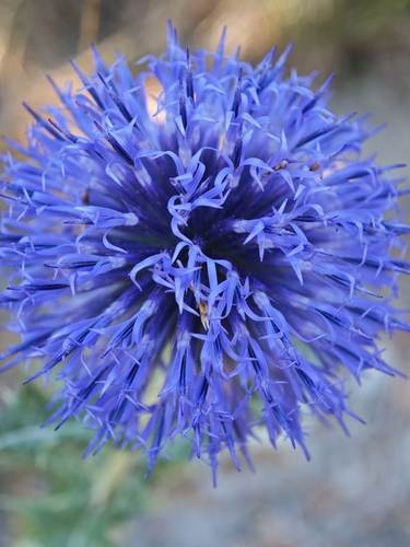 Echinops ritro