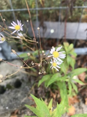 Erigeron annuus