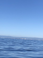 Megaptera novaeangliae