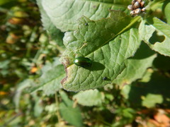 Oreina sulcata