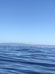 Megaptera novaeangliae