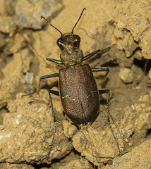 Cicindela nebraskana