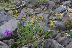Oxytropis czekanowskii