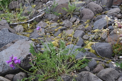 Oxytropis czekanowskii
