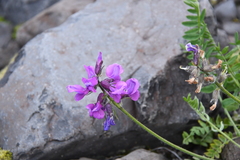 Oxytropis czekanowskii