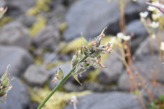 Oxytropis czekanowskii