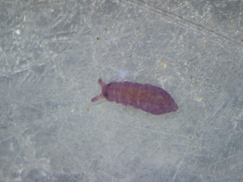 Brachystomella parvula (Schäffer, 1896)