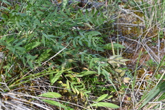 Oxytropis czekanowskii