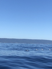 Arctocephalus forsteri