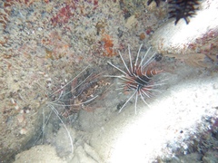 Pterois antennata