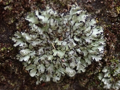 Phaeophyscia hispidula