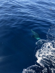 Arctocephalus forsteri