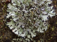 Phaeophyscia hispidula