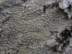 Pertusaria thiospoda
