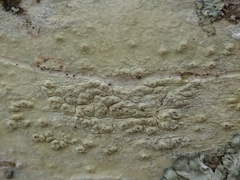 Pertusaria thiospoda