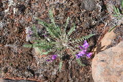 Oxytropis arctica