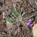 Oxytropis arctica taimyrensis - Photo (c) Игорь Поспелов, some rights reserved (CC BY-NC), uploaded by Игорь Поспелов