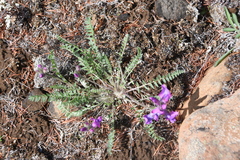 Oxytropis arctica