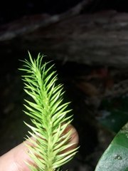 Phlegmariurus squarrosus