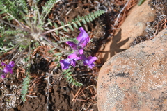 Oxytropis arctica
