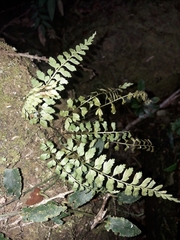 Asplenium lobulatum