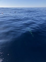 Arctocephalus forsteri