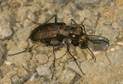 Cicindela nebraskana