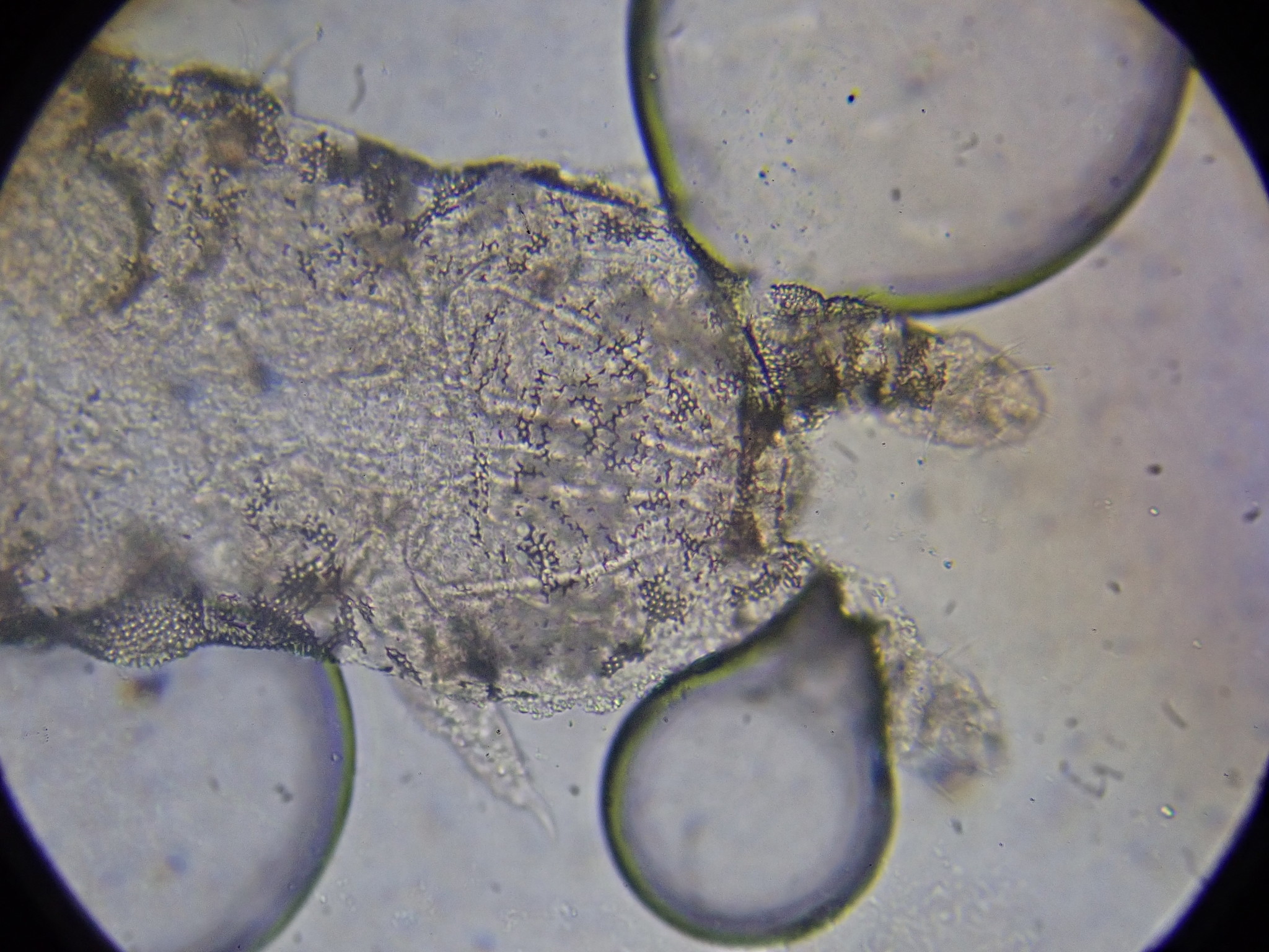 Brachystomella parvula (Schäffer, 1896)