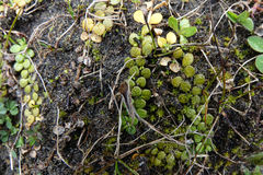 Epilobium komarovianum