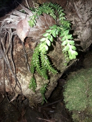 Phlegmariurus delbrueckii