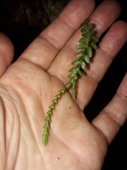 Phlegmariurus delbrueckii